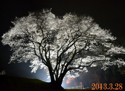 「鉢形城の桜　エドヒガン」のライトアップ