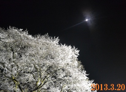 エドヒガン桜の頭上で輝く月