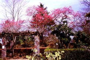 寒緋桜の画像３