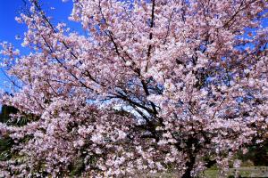 大漁桜の画像