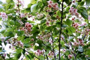 奈良の八重桜の画像３