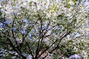 大島桜の画像１
