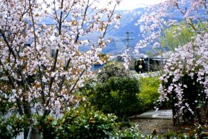 大沢桜の画像２