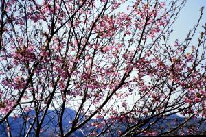 紅山桜・大山桜の画像