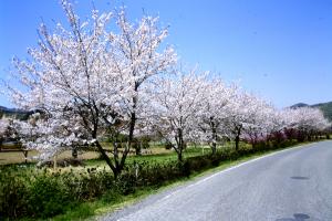 玖島桜の画像