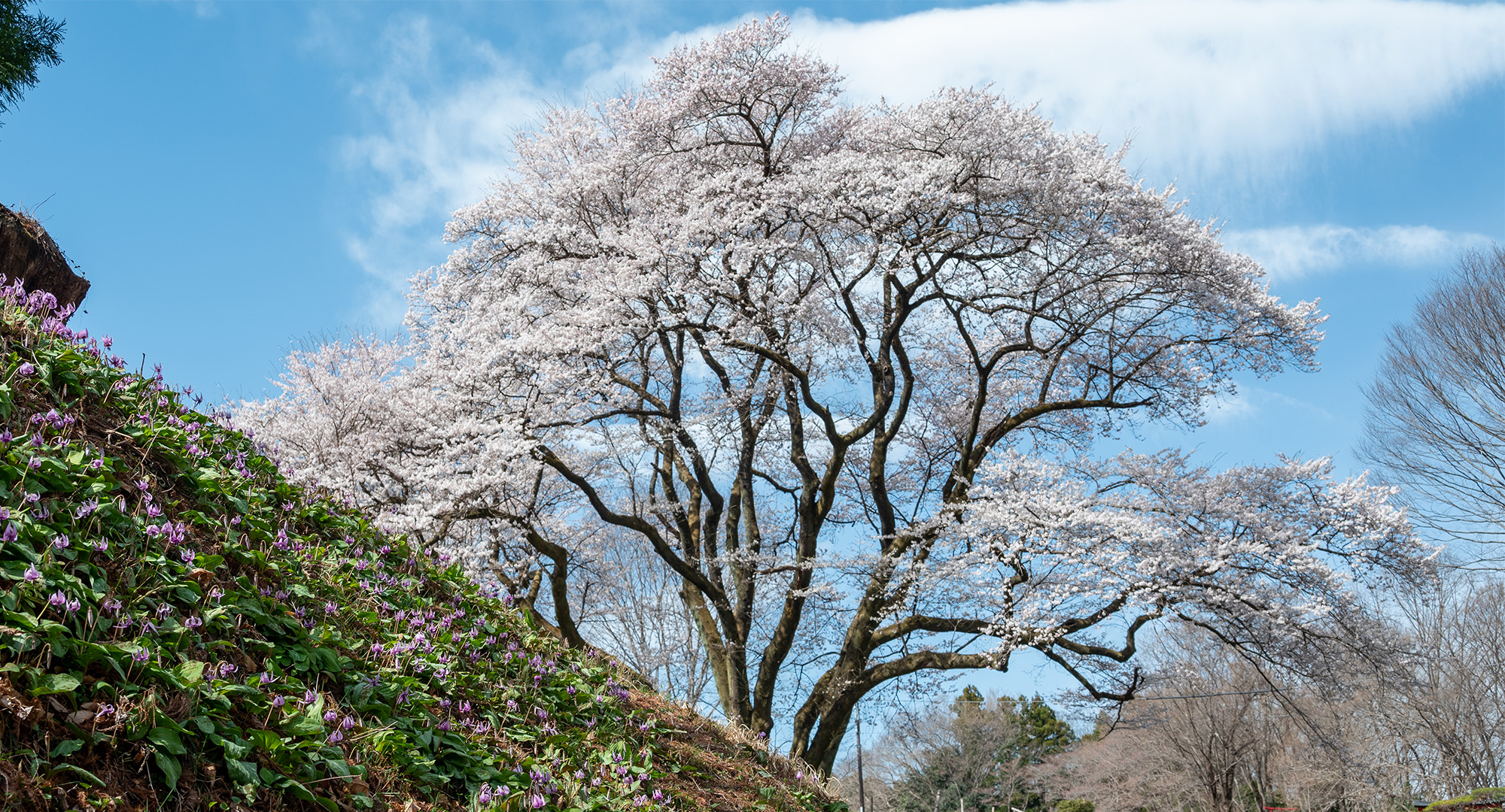 氏邦桜