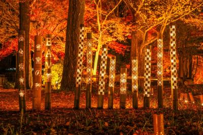 紅葉ライトアップ写真3