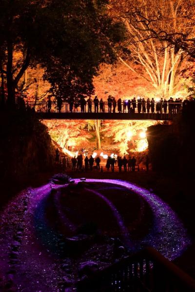 紅葉ライトアップ写真4