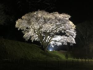 エドヒガンライトアップ写真