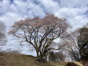 エドヒガン３月１６日