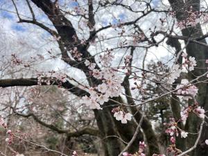 エドヒガン３月１６日