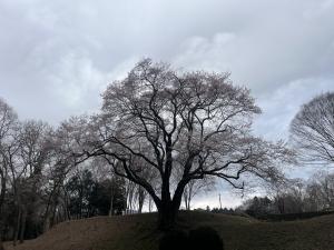 エドヒガン３月18日