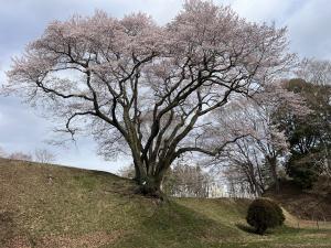 エドヒガン３月１9日