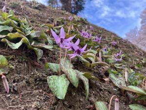 カタクリ３月１９日