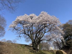エドヒガン３月22日
