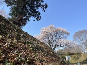 エドヒガン３月22日