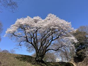 エドヒガン３月24日