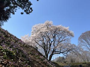 エドヒガン３月24日