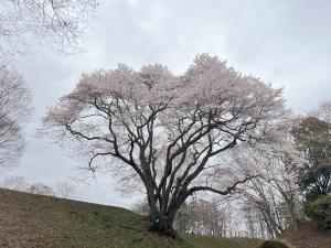 エドヒガン３月25日