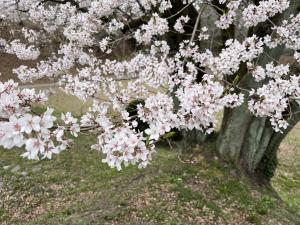 エドヒガン３月25日