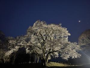 エドヒガン３月22日