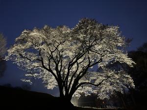 エドヒガン３月22日