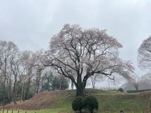 エドヒガン３月2６日