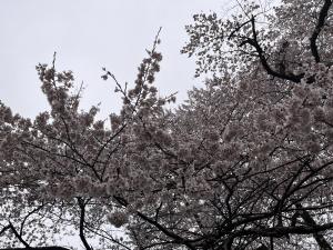 エドヒガン３月2６日