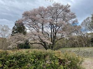 エドヒガン３月31日