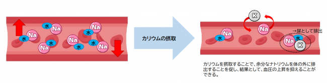 カリウム摂取によるナトリウム排出のメカニズム