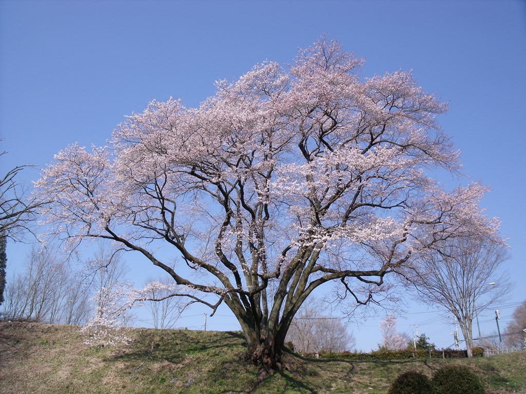 今日の「鉢形城の桜・エドヒガン」と「カタクリ」