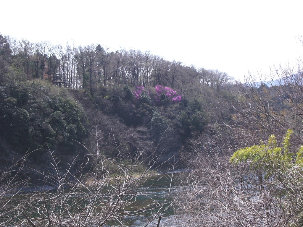 今日のエドヒガン