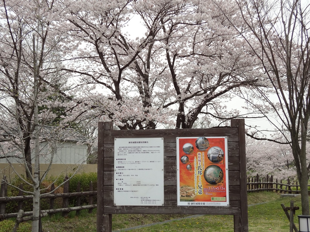 今日のエドヒガンほか