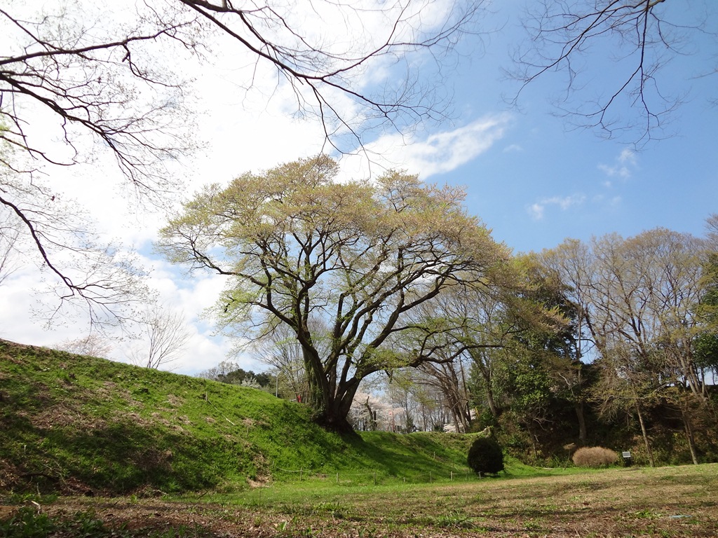 今日の鉢形城公園