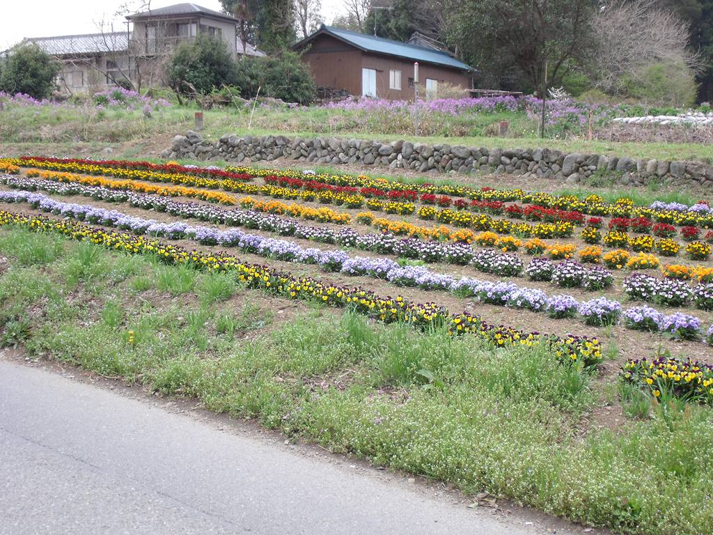 今日(4月19日)の鉢形城公園