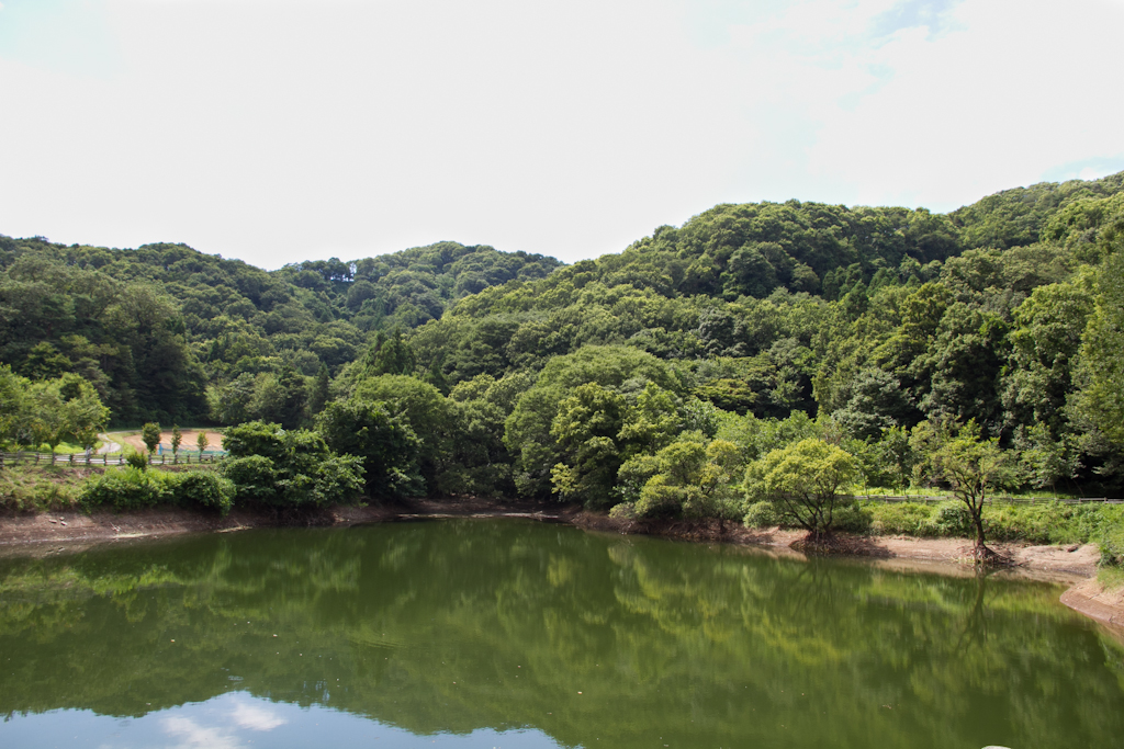 夏の谷津池