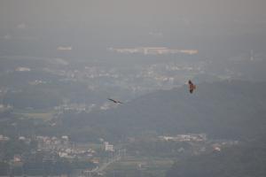 タカの渡り観察会