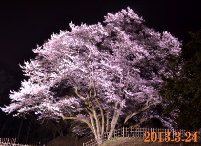 ライトアップされたエドヒガン桜