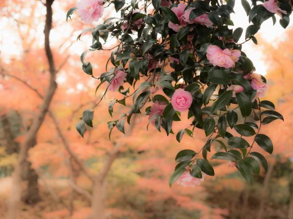 紅葉に映えるサザンカ