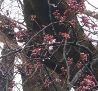鉢形城の桜エドヒガン３月29日開花を確認しました