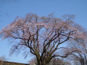 3月２８日エドヒガン桜