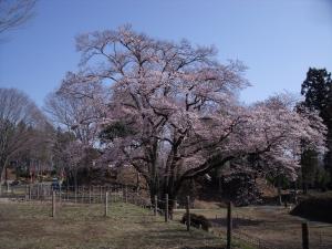 3月３０日エドヒガン桜