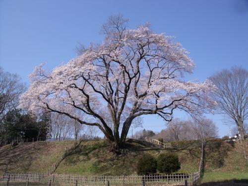 4月4日エドヒガン桜