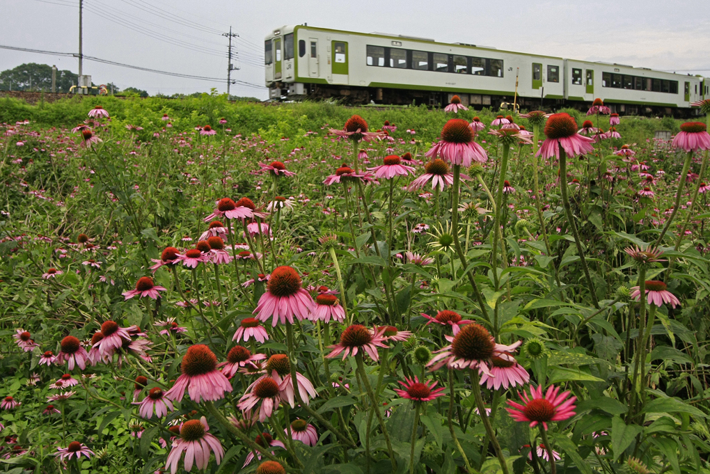 エキナセアとローカル列車