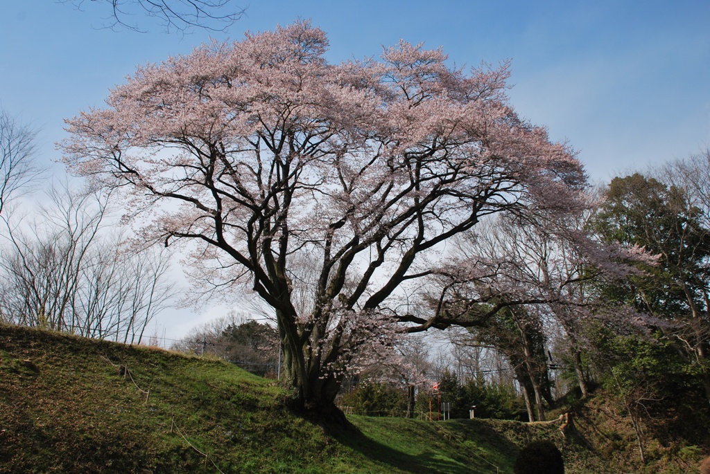 鉢形城公園のエドヒガンザクラ