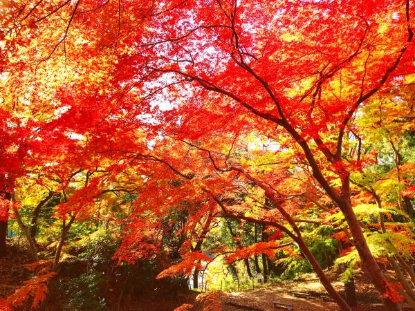 フォトコンテスト第１位「錦秋」写真