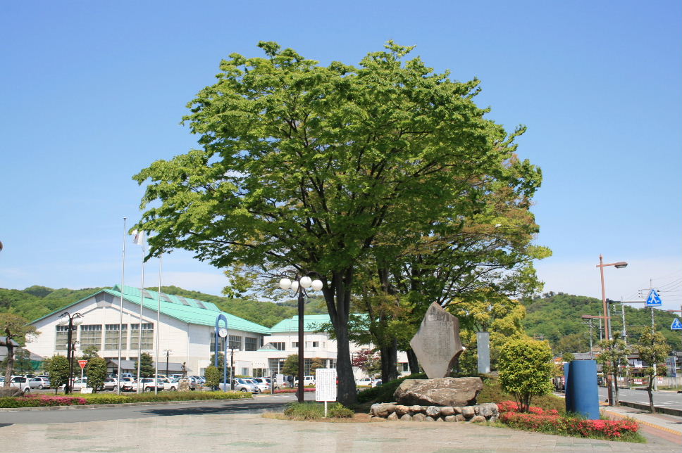 庁舎ケヤキ