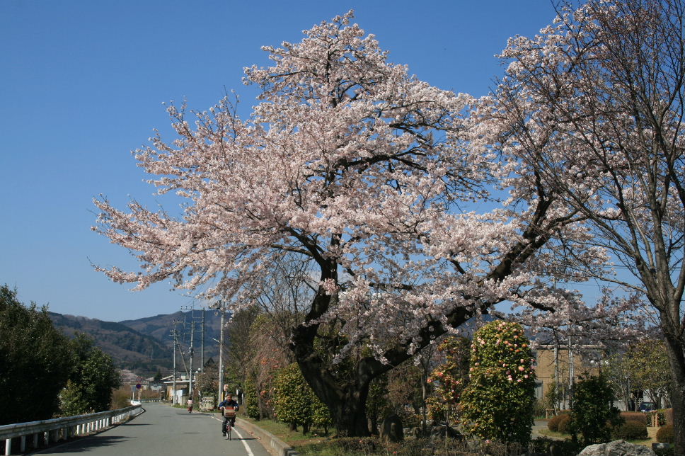 桜の季節