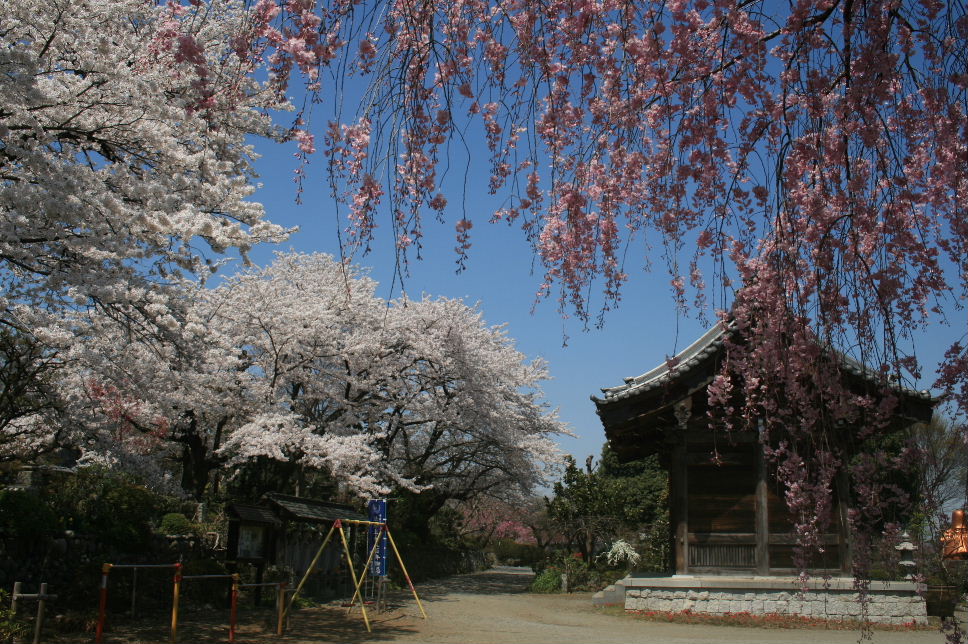 蓮光寺の春。