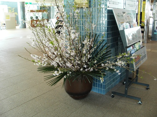 大きな花瓶に生けた啓翁桜という種類の桜